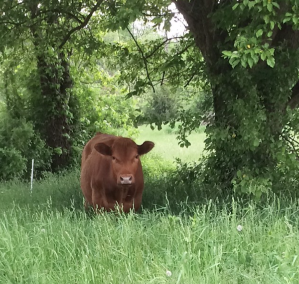 100% Grass-Fed & Grass-Finished Beef - Image 4