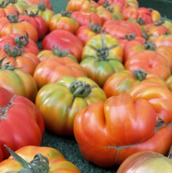 Canning Tomatoes