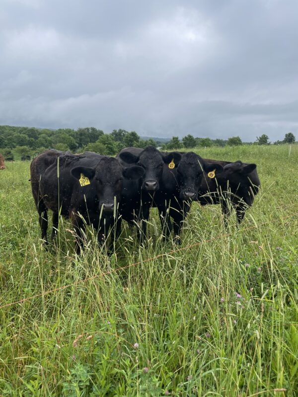 100% Grass-Fed & Grass-Finished Beef