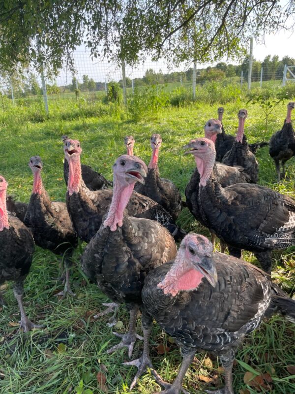 Pasture-Raised Turkey