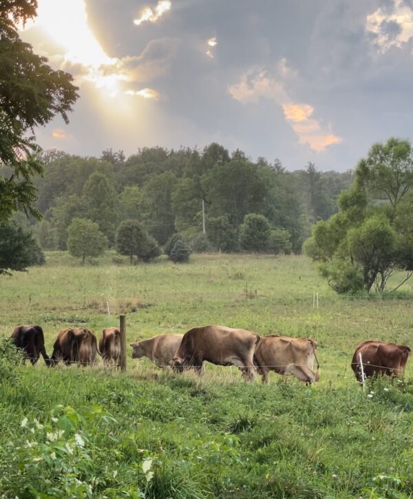 Farm Tour