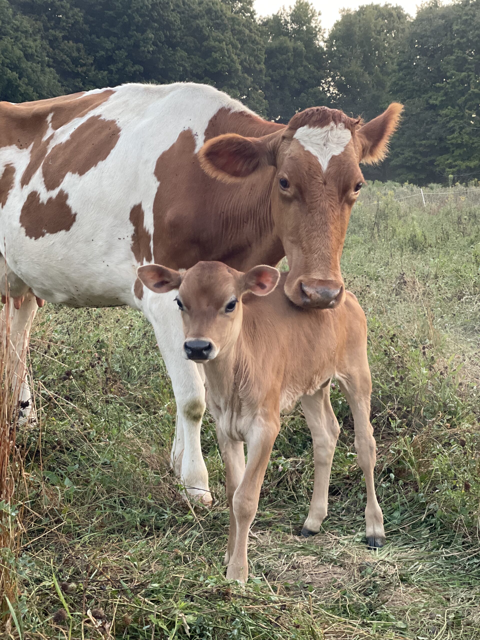 A Guernsey cow with her calf in a field.