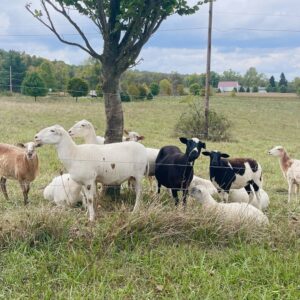 A herd of sheep in the pasture.