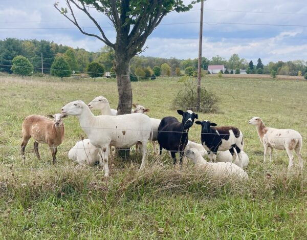 A herd of sheep in the pasture.