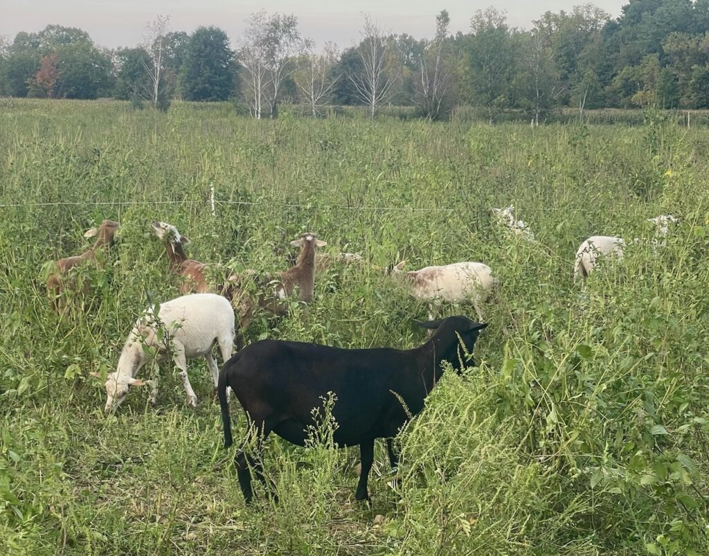 Lambs in a field of tall green grass grazing.