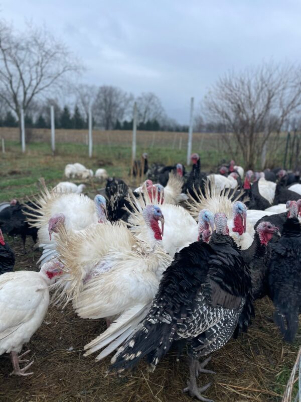 Pasture-raised Turkey Meat Box