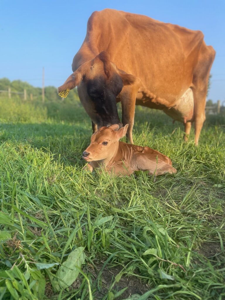 A picture a jersey cow with her new calf in the lush green pasture.
