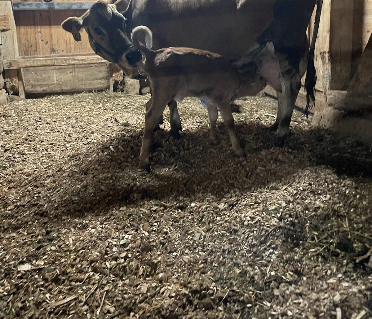 A baby jersey nursing from the mother jersey cow in a barn with a hay covered floor.