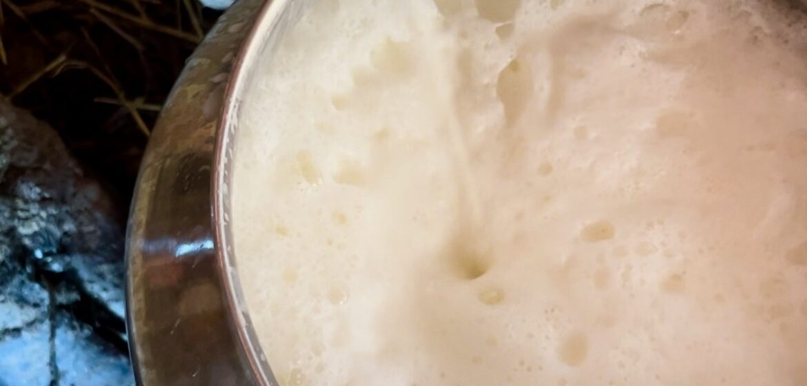 A stainless steel milk pan filled that is being filled with milk from a cow being milked.