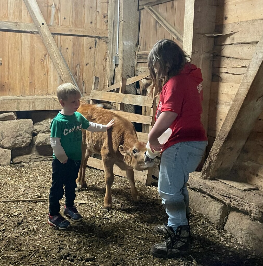 Two kids feeding a calf a bottom of colostrum.