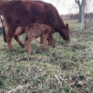 Colostrum